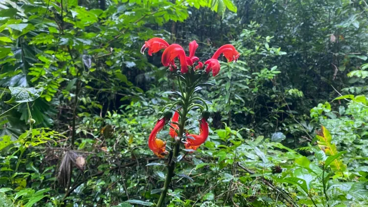 Flores rojas en una planta del bosque.