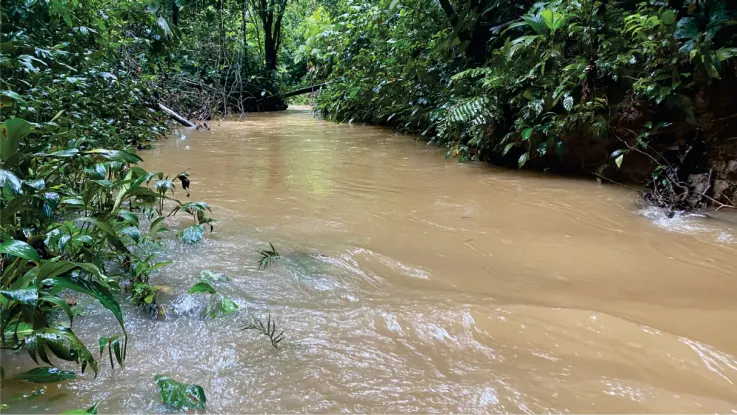 Quebrada de agua turbia entre la vegetación.