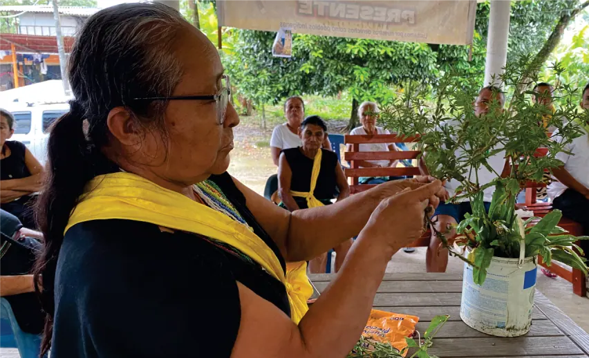 Mujer mayor con chalina amarilla mostrando una planta medicinal en una matera.