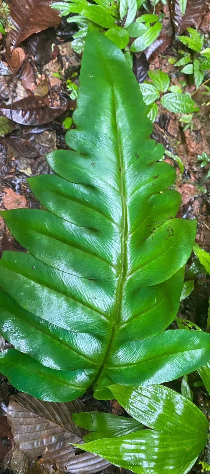 Hoja grande de helecho sobre la hojarasca.