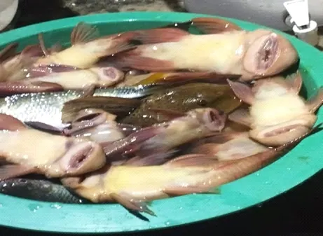 Pescados en un recipiente verde.