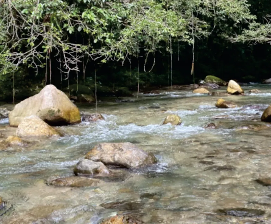 Río con piedras y bosque en la orilla.