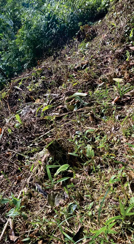 Ladera con vegetación baja y rastrojo.