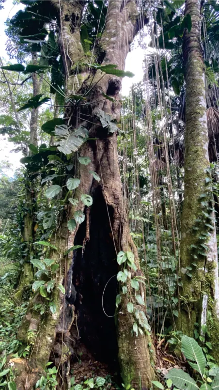 Árbol maderable en el bosque, cubierto de enredaderas.