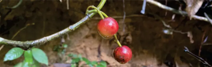 Frutos rojos en una rama.