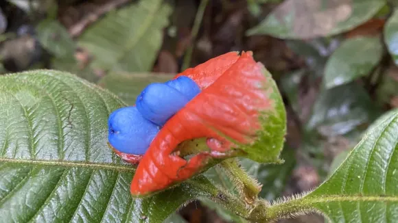 Planta con brácteas rojas y flor azul.
