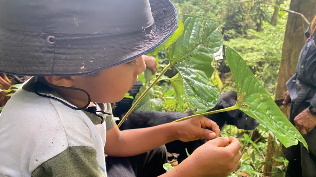Niño con sombrero tocando plantas.