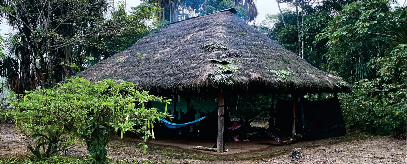 Tambo de palma en el bosque.